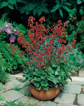 Heuchera sang. 'Leuchtkäfer' geen maat specificatie 0,55L/P9cm - afbeelding 7