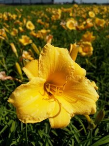 Hemerocallis 'Stella de Oro' geen maat specificatie 0,55L/P9cm - afbeelding 6