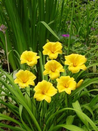 Hemerocallis 'Stella de Oro' geen maat specificatie 0,55L/P9cm - afbeelding 2