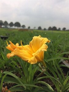 Hemerocallis 'Stella de Oro' geen maat specificatie 0,55L/P9cm - afbeelding 2
