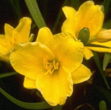 Hemerocallis 'Stella de Oro' geen maat specificatie 0,55L/P9cm - afbeelding 3