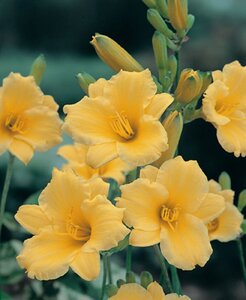 Hemerocallis 'Stella de Oro' geen maat specificatie 0,55L/P9cm - afbeelding 4