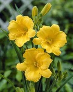 Hemerocallis 'Stella de Oro' geen maat specificatie 0,55L/P9cm - afbeelding 5