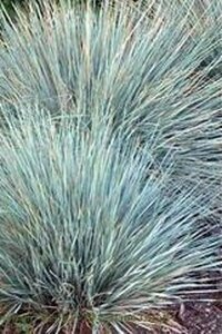 Helictotrichon sem. 'Saphirsprudel' geen maat specificatie 0,55L/P9cm