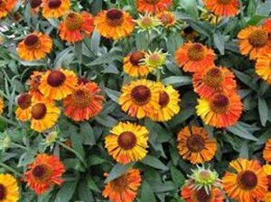 Helenium 'Short and Sassy' geen maat specificatie 0,55L/P9cm - afbeelding 2