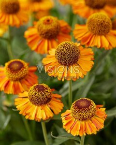 Helenium 'Short and Sassy' geen maat specificatie 0,55L/P9cm - afbeelding 3