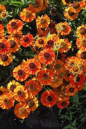 Helenium 'Short and Sassy' geen maat specificatie 0,55L/P9cm - afbeelding 4