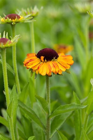 Helenium 'Short and Sassy' geen maat specificatie 0,55L/P9cm