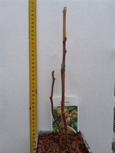 Hemerocallis 'Serena Sunburst' geen maat specificatie 0,55L/P9cm