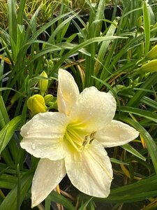 Hemerocallis 'Serena Sunburst' geen maat specificatie 0,55L/P9cm - afbeelding 1