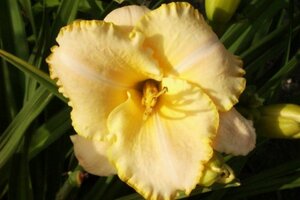 Hemerocallis 'Serena Sunburst' geen maat specificatie 0,55L/P9cm - afbeelding 2