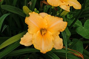 Hemerocallis 'Serena Sunburst' geen maat specificatie 0,55L/P9cm - afbeelding 3