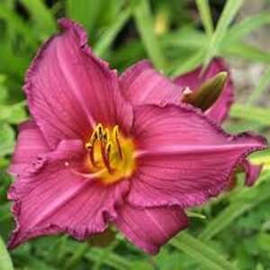 Hemerocallis 'Summer Wine' geen maat specificatie 0,55L/P9cm - afbeelding 1