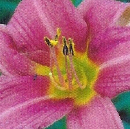 Hemerocallis 'Summer Wine' geen maat specificatie 0,55L/P9cm - afbeelding 2