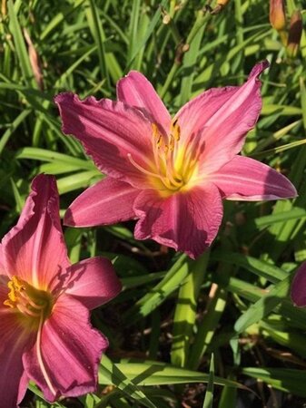 Hemerocallis 'Summer Wine' geen maat specificatie 0,55L/P9cm