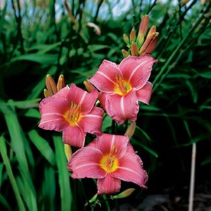 Hemerocallis 'Summer Wine' geen maat specificatie 0,55L/P9cm - afbeelding 3