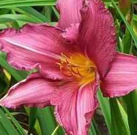 Hemerocallis 'Summer Wine' geen maat specificatie 0,55L/P9cm - afbeelding 4