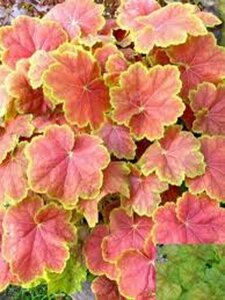 Heuchera 'Tiramisu' geen maat specificatie 0,55L/P9cm - afbeelding 4