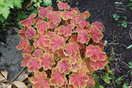 Heuchera 'Tiramisu' geen maat specificatie 0,55L/P9cm - afbeelding 5