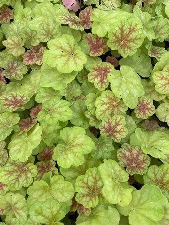 Heuchera 'Tiramisu' geen maat specificatie 0,55L/P9cm - image 1