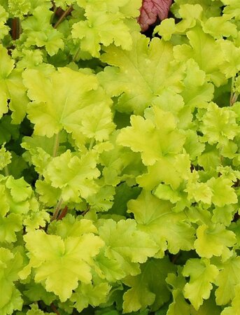Heuchera 'Lime Marmalade' geen maat specificatie 0,55L/P9cm - afbeelding 3