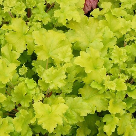 Heuchera 'Lime Marmalade' geen maat specificatie 0,55L/P9cm - afbeelding 4