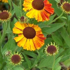 Helenium 'Waltraut' geen maat specificatie 0,55L/P9cm - afbeelding 2