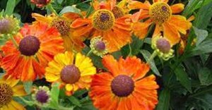 Helenium 'Waltraut' geen maat specificatie 0,55L/P9cm