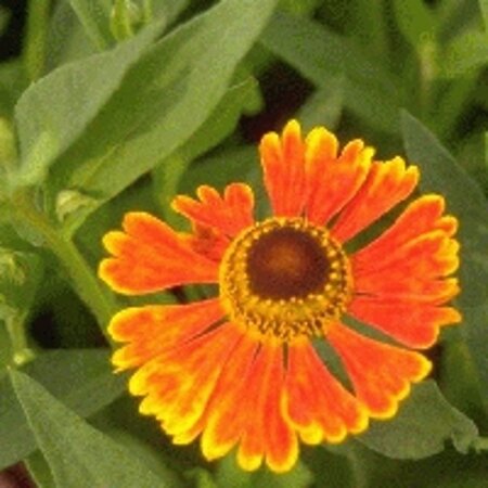 Helenium 'Waltraut' geen maat specificatie 0,55L/P9cm - afbeelding 3
