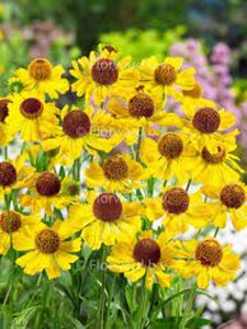 Helenium 'Wesergold' geen maat specificatie 0,55L/P9cm - afbeelding 2