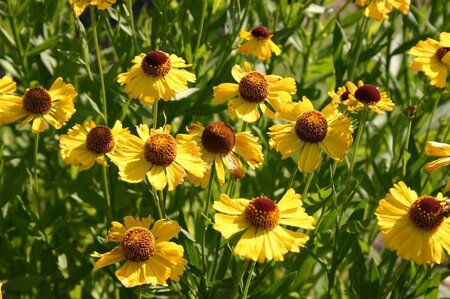 Helenium 'Wesergold' geen maat specificatie 0,55L/P9cm - afbeelding 4