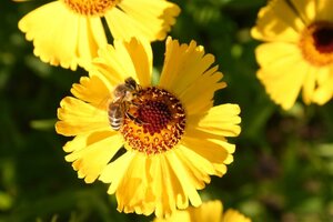 Helenium 'Wesergold' geen maat specificatie 0,55L/P9cm