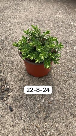 Hebe 'Wiri Mist' geen maat specificatie cont. 2,0L