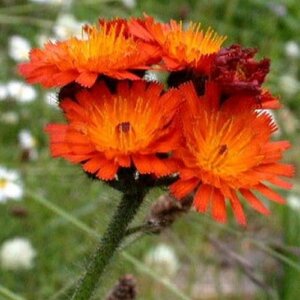 Hieracium aurantiacum geen maat specificatie 0,55L/P9cm - afbeelding 1