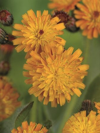 Hieracium aurantiacum geen maat specificatie 0,55L/P9cm - afbeelding 2
