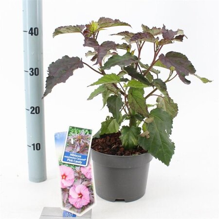 Hibiscus m. Carousel Pink Candy 30-40 cm cont. 2,0L - afbeelding 1