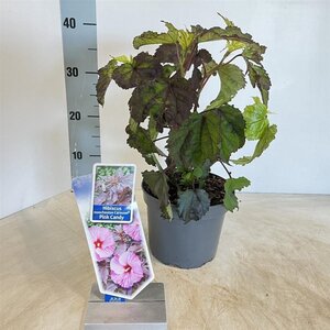Hibiscus m. Carousel Pink Candy 30-40 cm cont. 2,0L - afbeelding 3