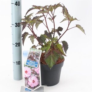 Hibiscus m. Carousel Pink Candy 30-40 cm cont. 2,0L - afbeelding 4
