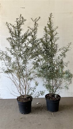 Hippophae rhamnoides 100-125 cm cont. 7,5L