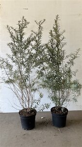 Hippophae rhamnoides 100-125 cm cont. 7,5L