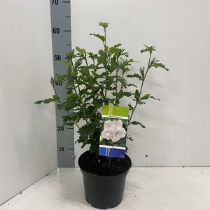 Hibiscus syr. 'Admiral Dewey' 40-50 cm cont. 3,0L