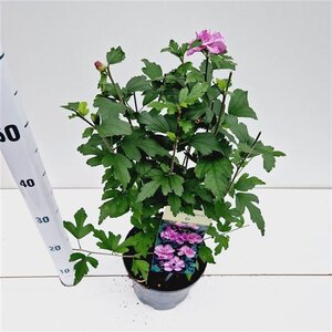 Hibiscus syr. 'Ardens' 40-50 cm cont. 3,0L - afbeelding 5