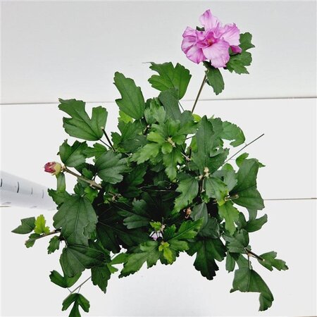 Hibiscus syr. 'Ardens' 40-50 cm cont. 3,0L - afbeelding 6