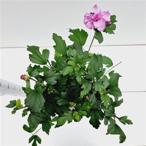 Hibiscus syr. 'Ardens' 40-50 cm cont. 3,0L - afbeelding 6