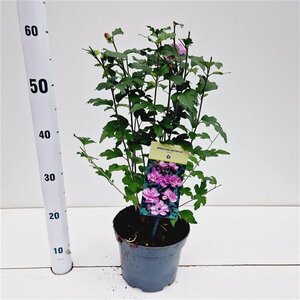 Hibiscus syr. 'Ardens' 40-50 cm cont. 3,0L - afbeelding 7