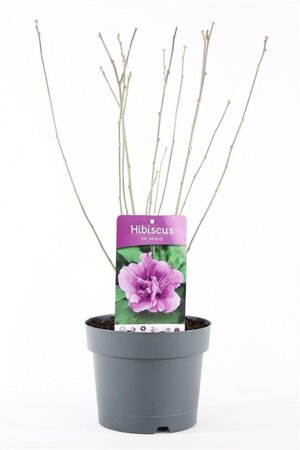 Hibiscus syr. 'Ardens' 40-50 cm cont. 3,0L - afbeelding 3