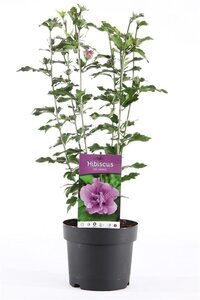 Hibiscus syr. 'Ardens' 40-50 cm cont. 3,0L - afbeelding 4