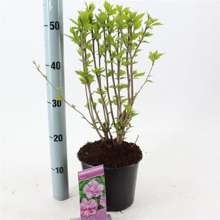 Hibiscus syr. 'Ardens' 40-50 cm cont. 3,0L - afbeelding 1