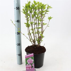 Hibiscus syr. 'Ardens' 40-50 cm cont. 3,0L