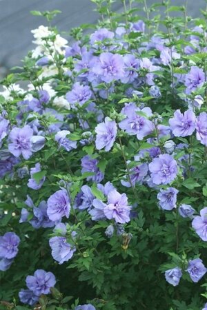 Hibiscus syr. Azurri (blauw) 40-60 cm met kluit - afbeelding 1